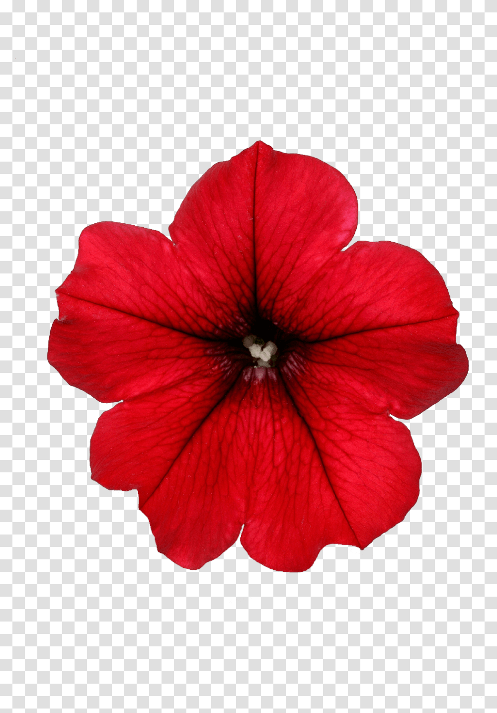 Surfinia Table Dark Red Red Petunia, Geranium, Flower, Plant, Blossom Transparent Png