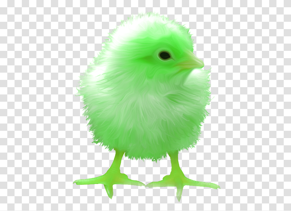 Surreal Memes Wiki Raven Chick, Bird, Animal, Chicken, Poultry Transparent Png