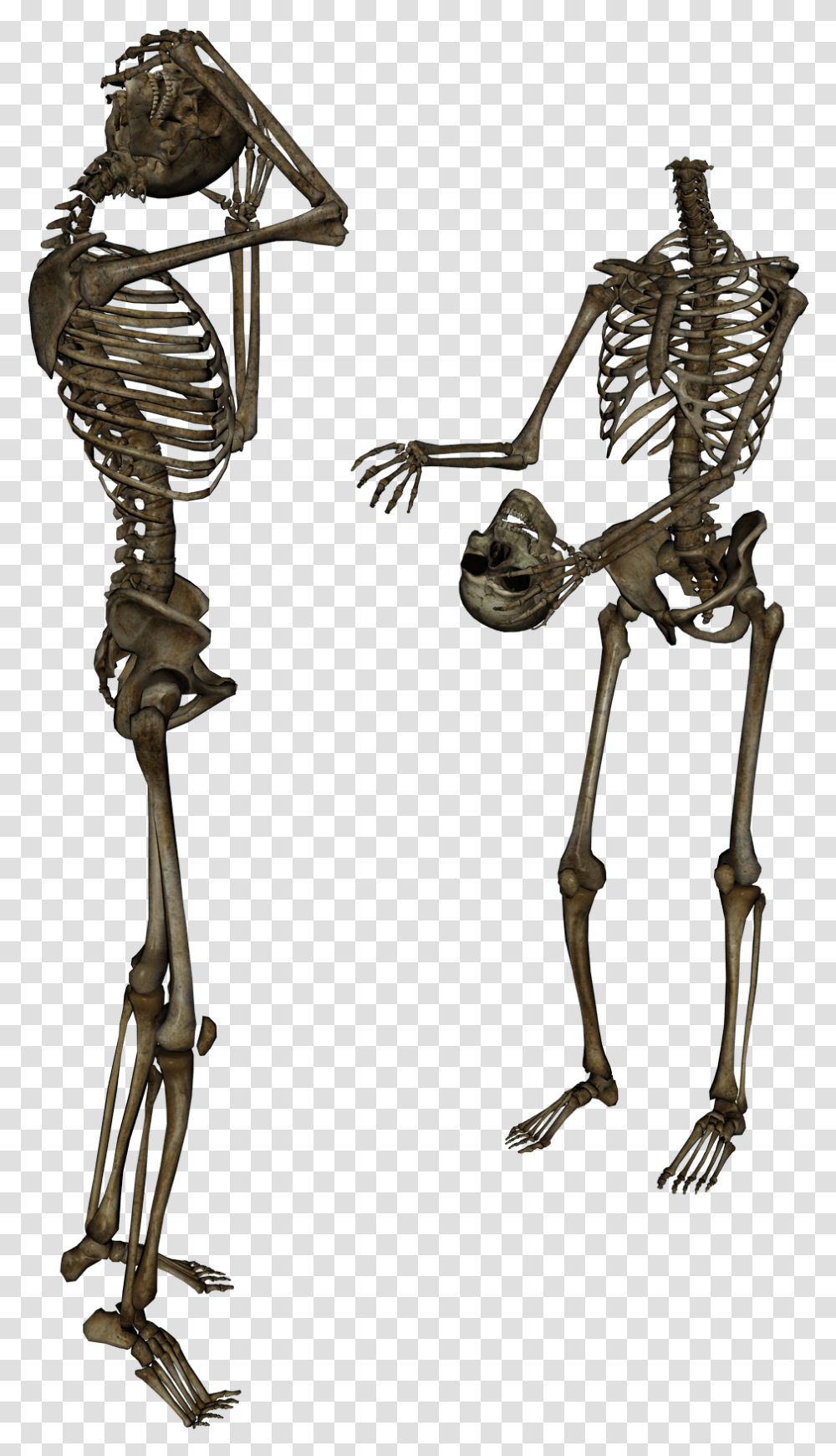 Surrenderdorothy Skeleton Transparent Png