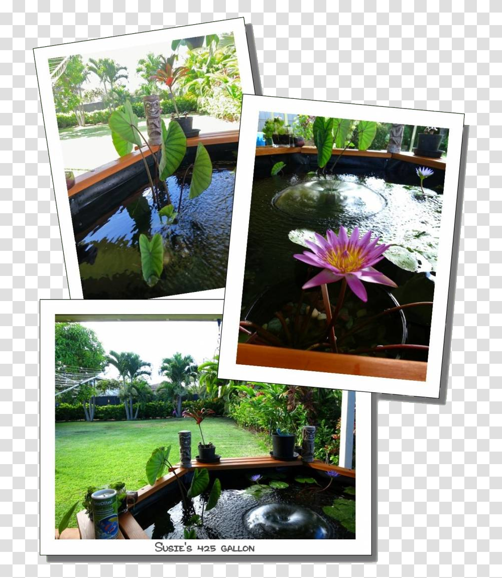 Susie 425 Gal 3 Large Water Lily, Plant, Outdoors, Flower, Pond Lily Transparent Png