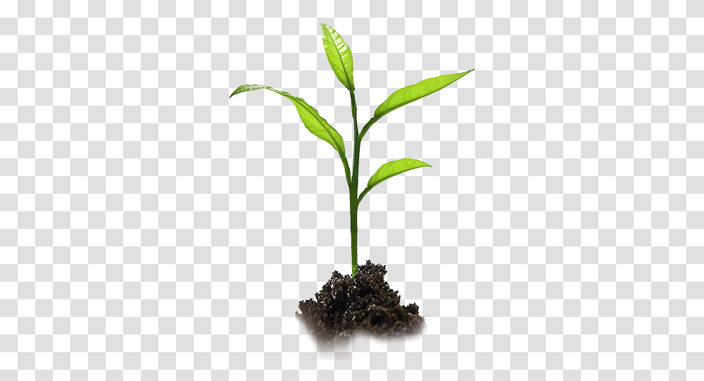 Sustainability Tree Plant Growing, Soil, Leaf, Sprout, Flower Transparent Png