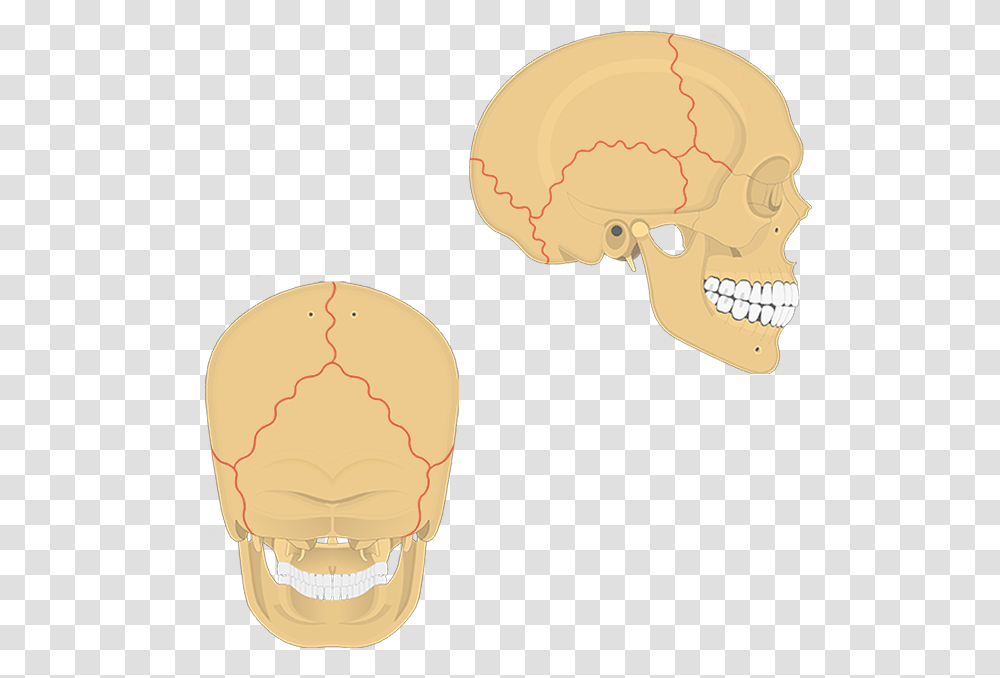 Sutures Of The Skull Unlabeled, Head, Jaw, Teeth, Mouth Transparent Png