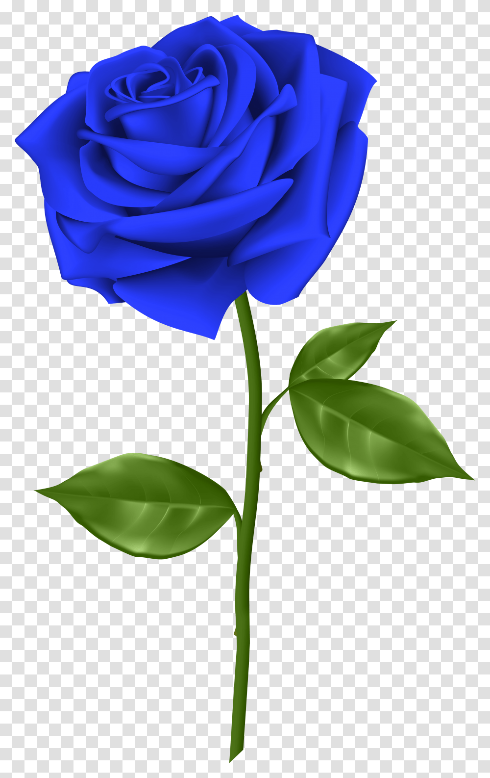 Svg Blue Rose Clipart Single Blue Rose Flower, Plant, Blossom, Petal, Leaf Transparent Png