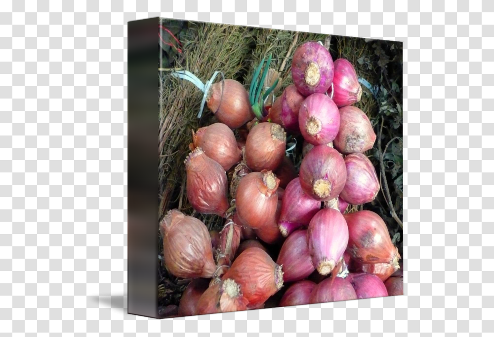 Svg Cebollas Onions By Marcos Granda Red Onion, Plant, Shallot, Vegetable, Food Transparent Png