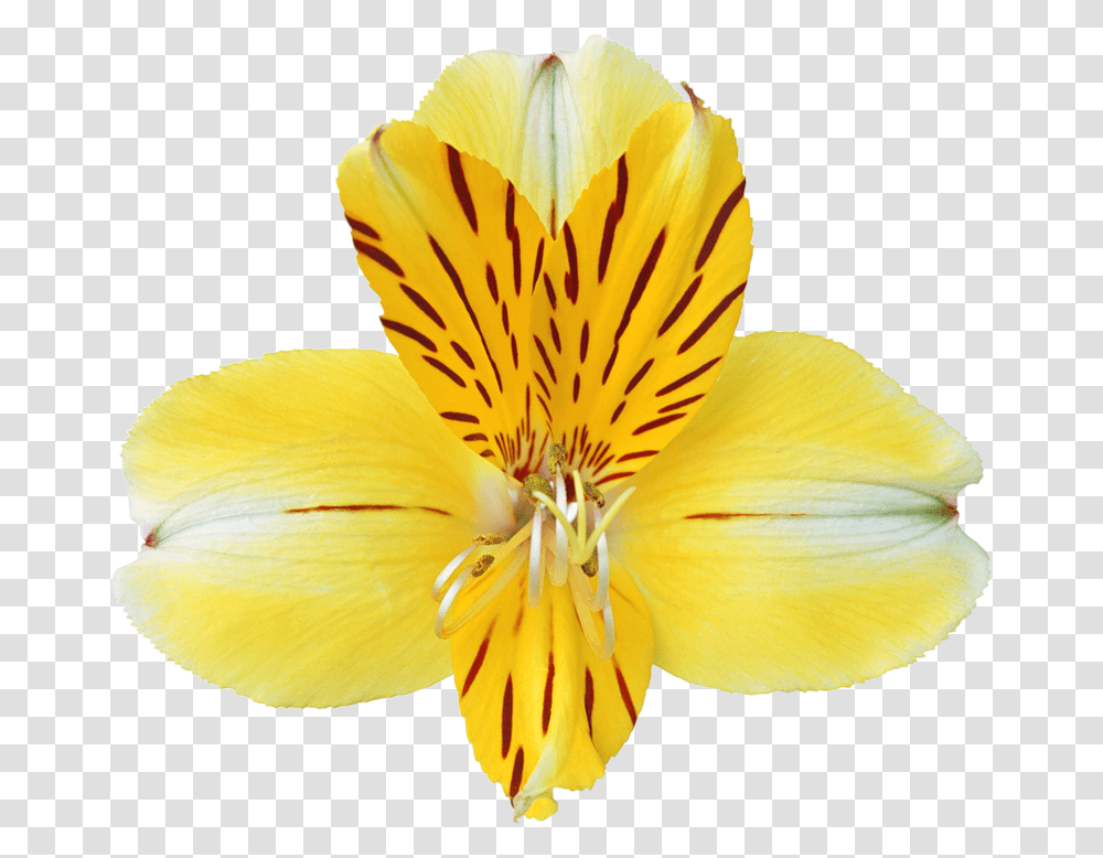 Svg Download Orchids, Plant, Petal, Flower, Blossom Transparent Png