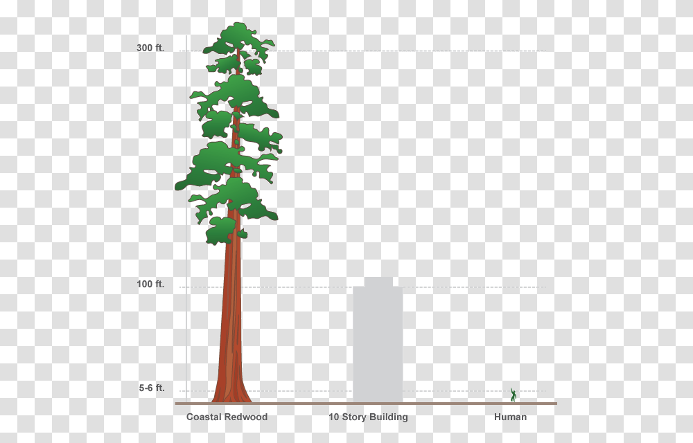 Svg Free Design Interactive Infographics In Adobe Edge 100 Ft Vs Human, Tree, Plant, Lighting, Fir Transparent Png