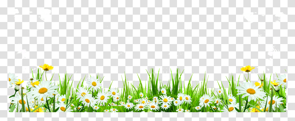 Svg Library Flower Download Icon Cute Flowers Roadside Flowers Weeds, Daisy, Plant, Daisies, Blossom Transparent Png