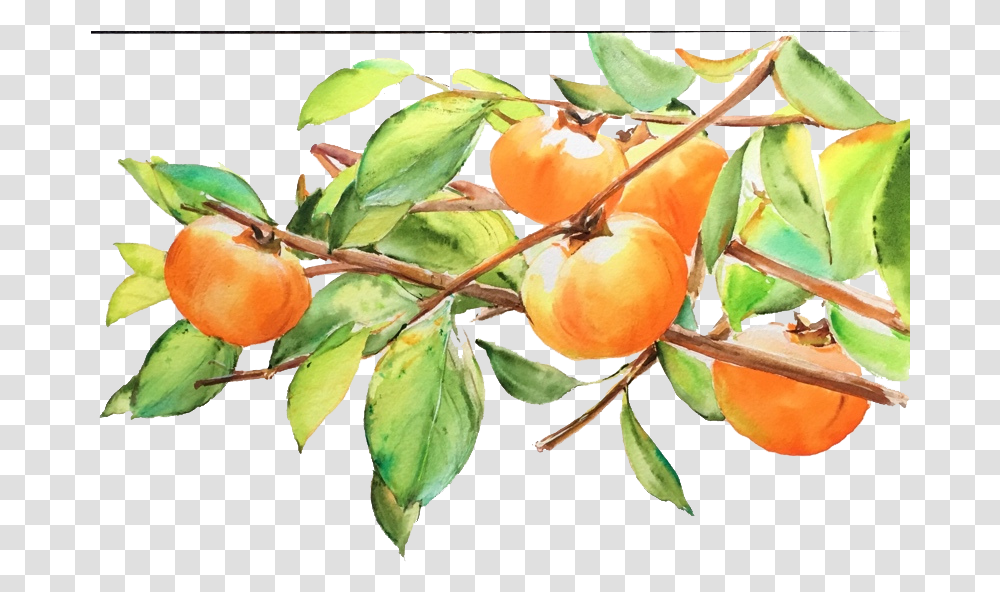 Svg Library Japanese Persimmon Fruit Transprent Persimmon Drawing, Plant, Produce, Food Transparent Png
