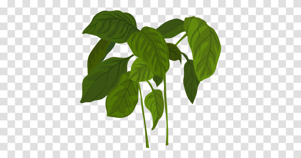 Svg Vector File Basil, Leaf, Plant, Green, Vegetation Transparent Png