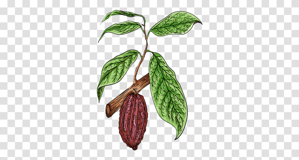 Svg Vector File Cacao, Plant, Leaf, Annonaceae, Tree Transparent Png