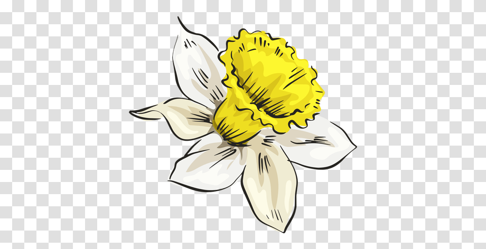 Svg Vector File Calochortus, Plant, Flower, Blossom, Petal Transparent Png