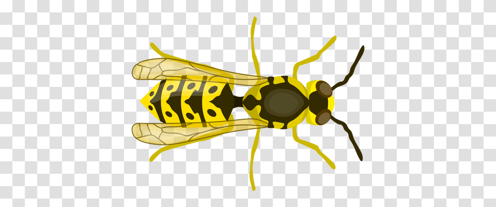 Svg Vector File Insects, Wasp, Bee, Invertebrate, Animal Transparent Png