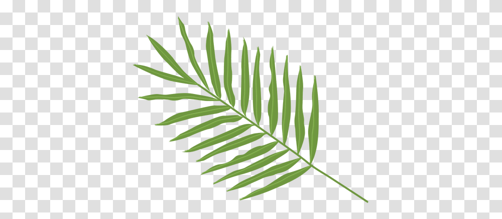 Svg Vector File Palm Tree Leaf Types, Plant, Fern, Conifer, Yew Transparent Png