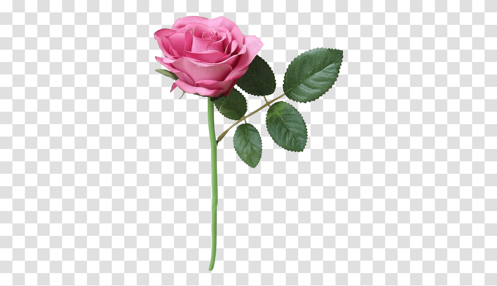 Svu Dead Girls Garden Roses, Flower, Plant, Blossom, Petal Transparent Png