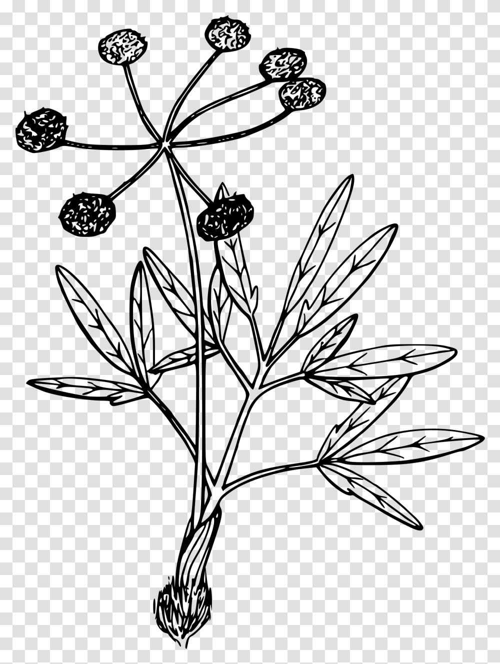 Swale Desert Parsley Parsley, Gray, World Of Warcraft Transparent Png
