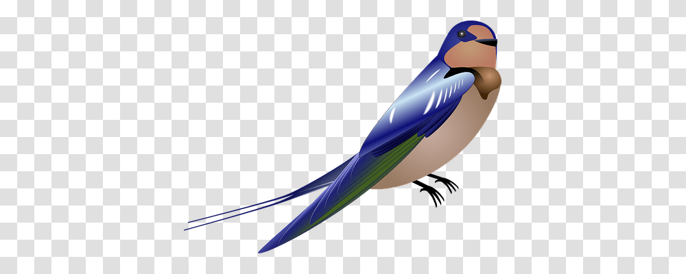 Swallow Animals, Bird, Jay, Bluebird Transparent Png