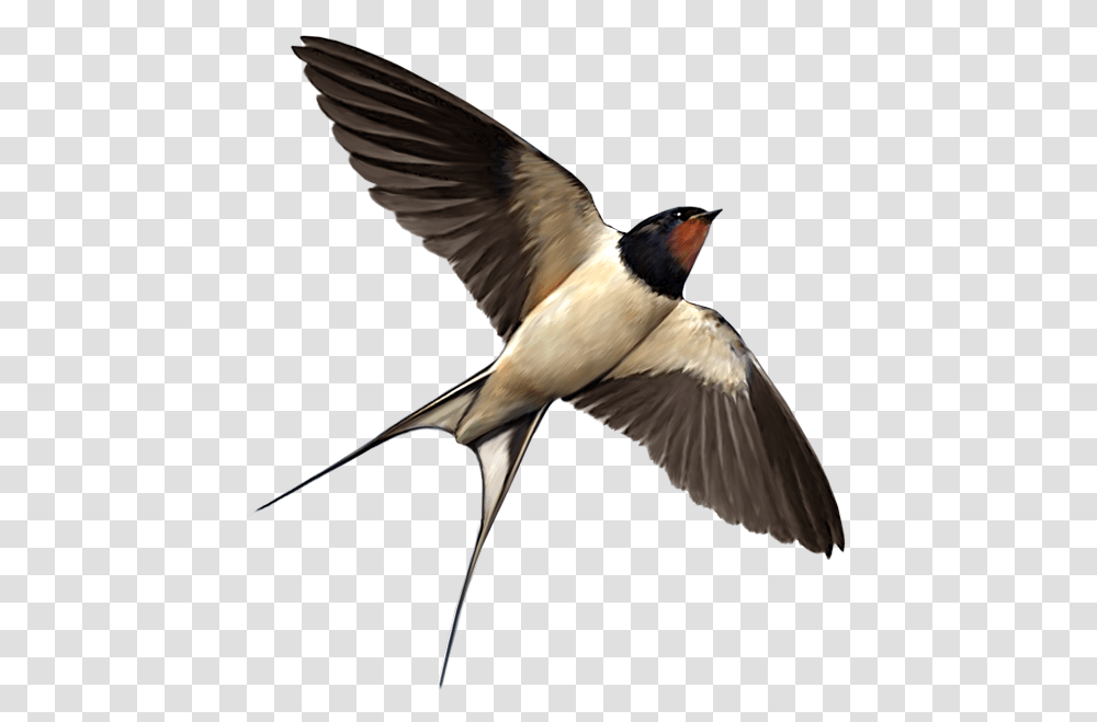Swallow, Animals, Bird, Bee Eater, Flying Transparent Png