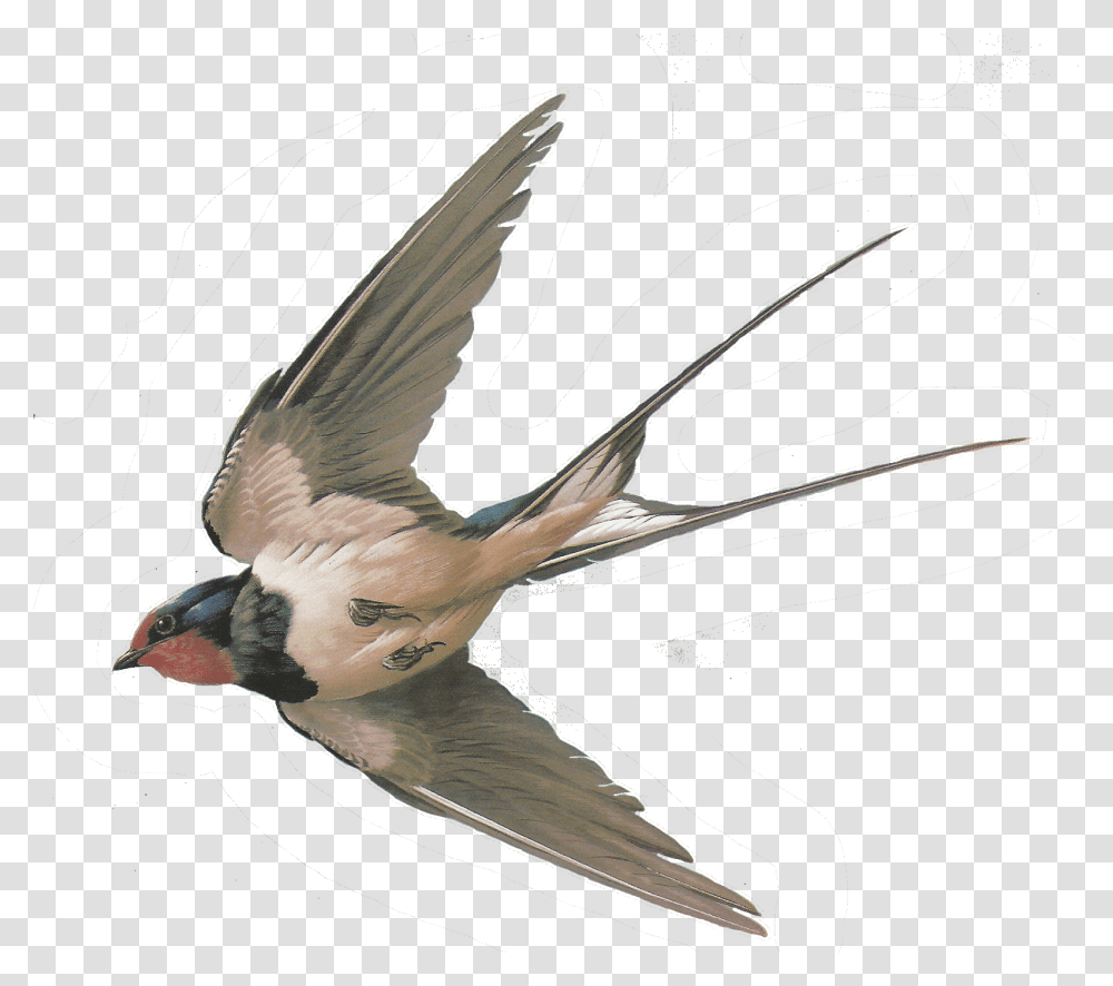 Swallow, Animals, Bird, Dove, Pigeon Transparent Png