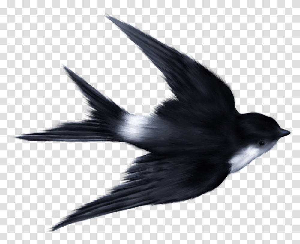 Swallow, Animals, Bird, Eagle, Blackbird Transparent Png