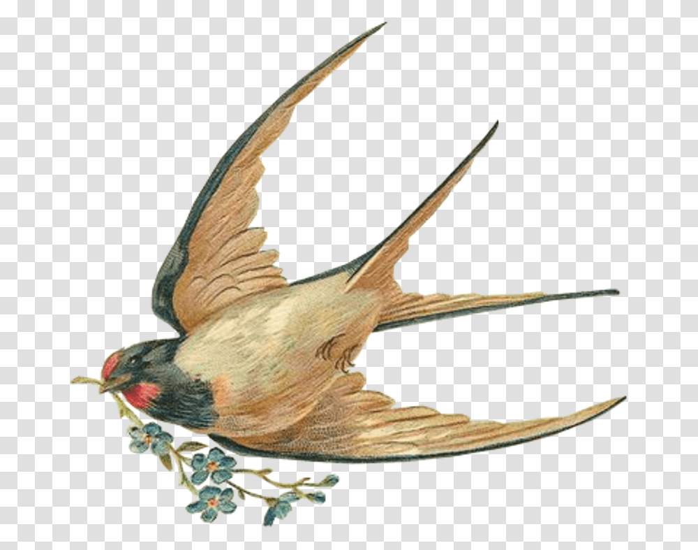 Swallow, Animals, Bird, Finch, Bee Eater Transparent Png