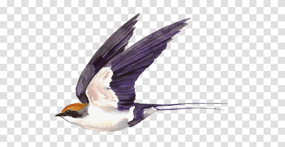 Swallow, Animals, Bird, Fish, Sea Life Transparent Png