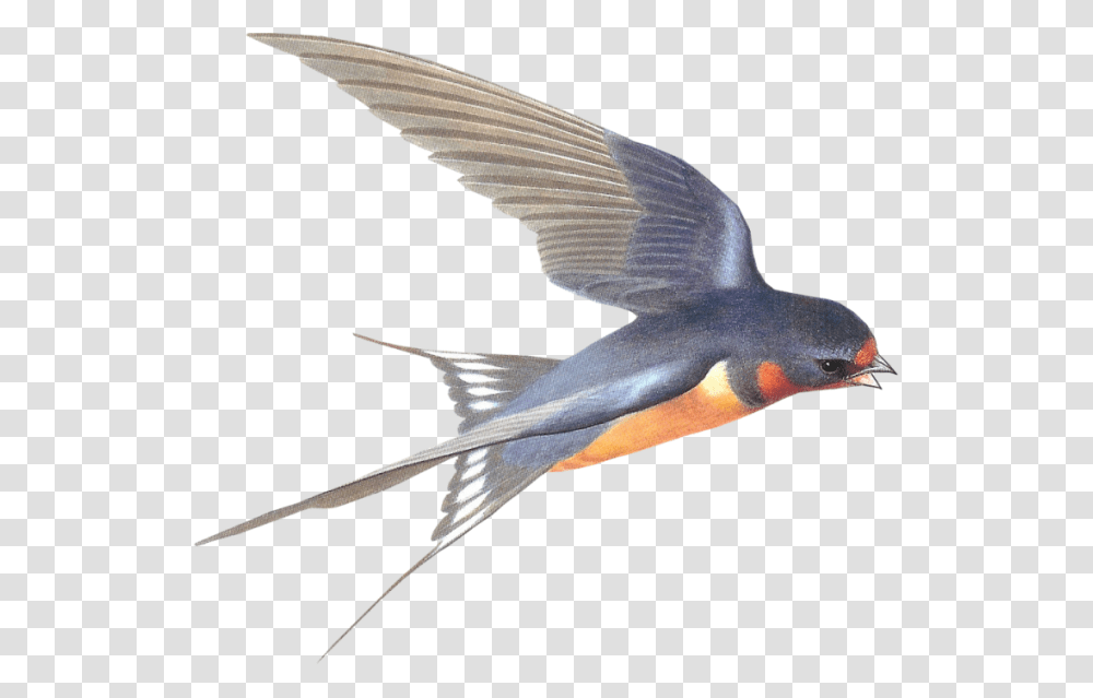 Swallow, Animals, Bird, Flying, Bee Eater Transparent Png