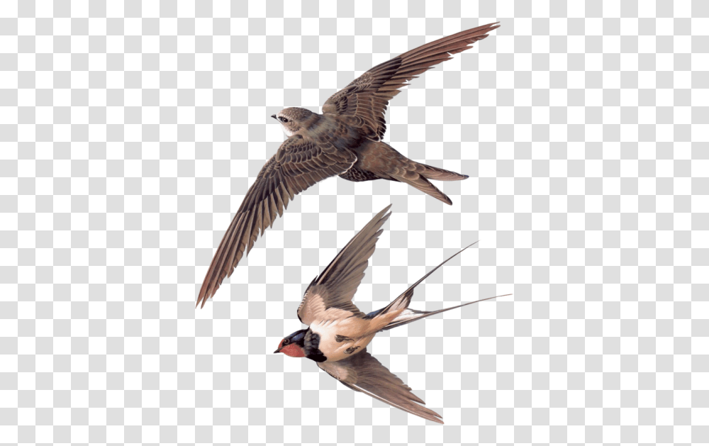 Swallow, Animals, Bird, Flying, Finch Transparent Png