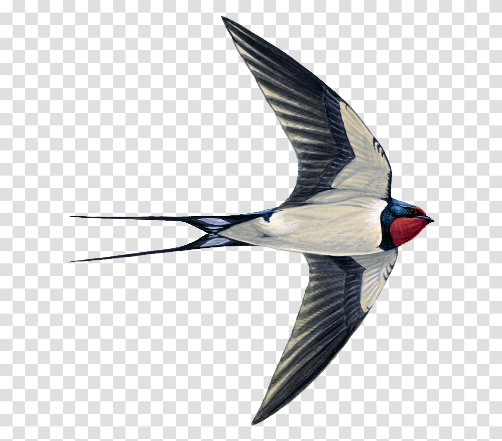 Swallow, Animals, Bird, Flying, Finch Transparent Png