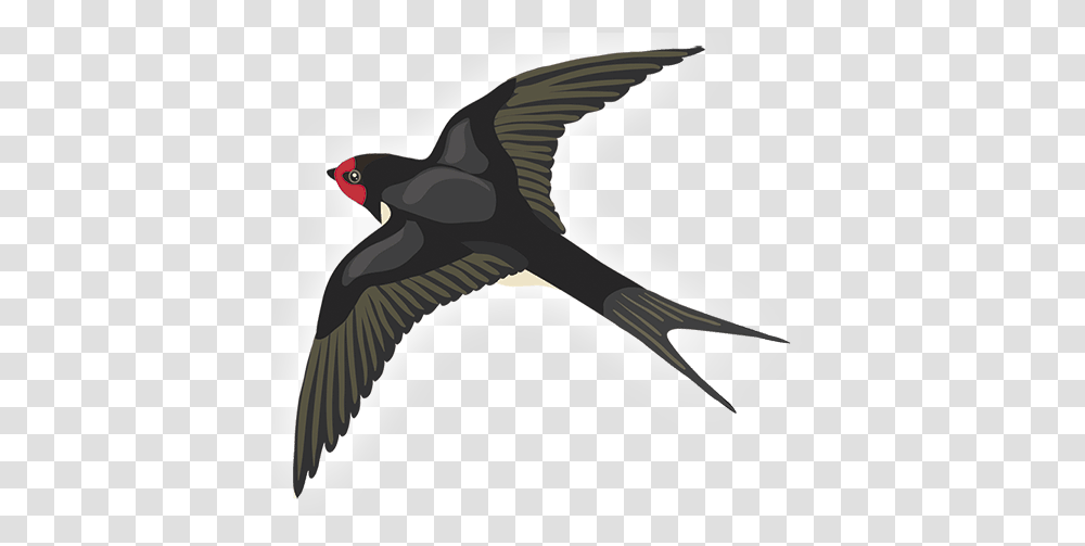 Swallow, Animals, Bird, Flying, Vulture Transparent Png