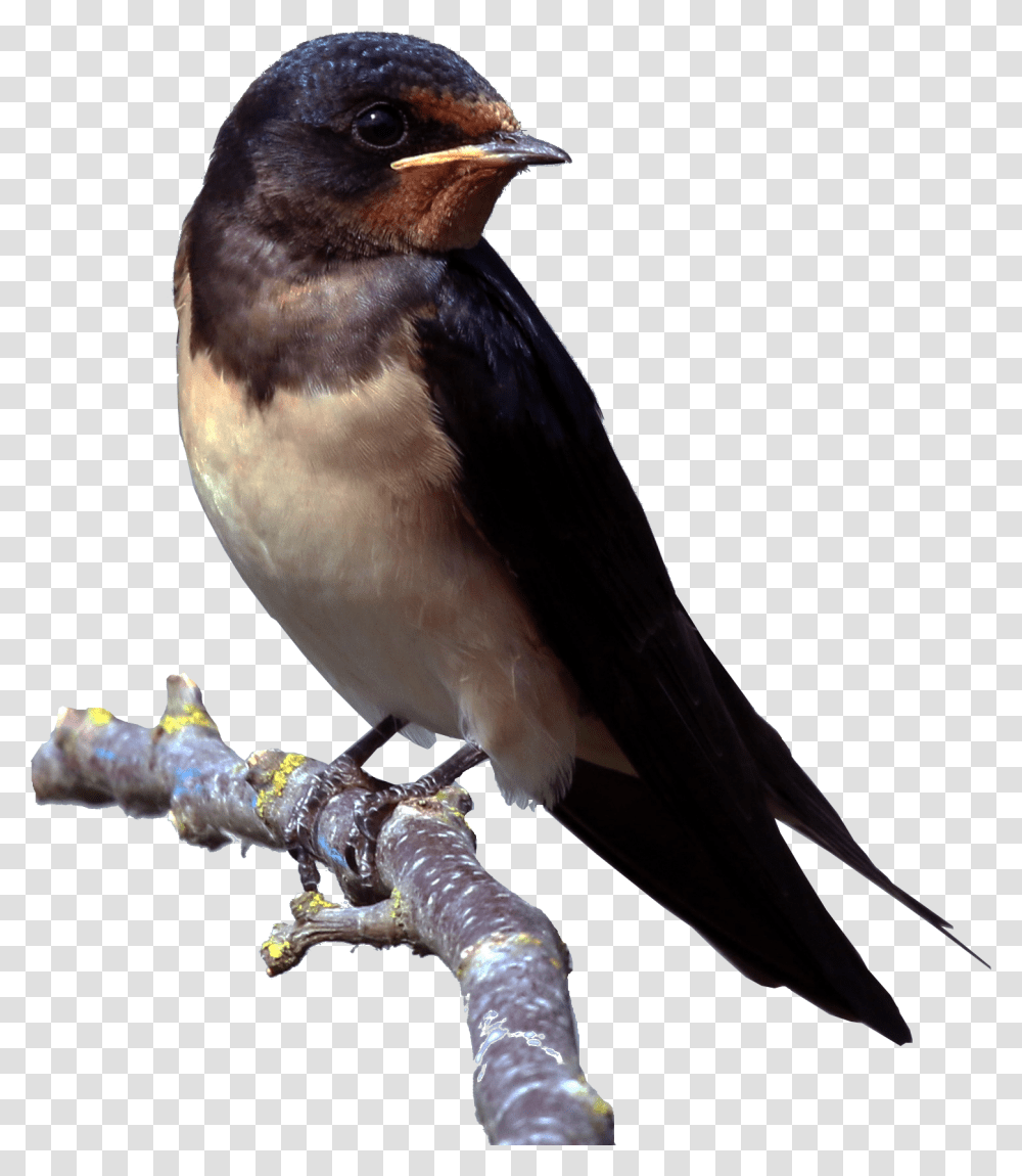 Swallow, Animals, Bird, Jay, Blue Jay Transparent Png