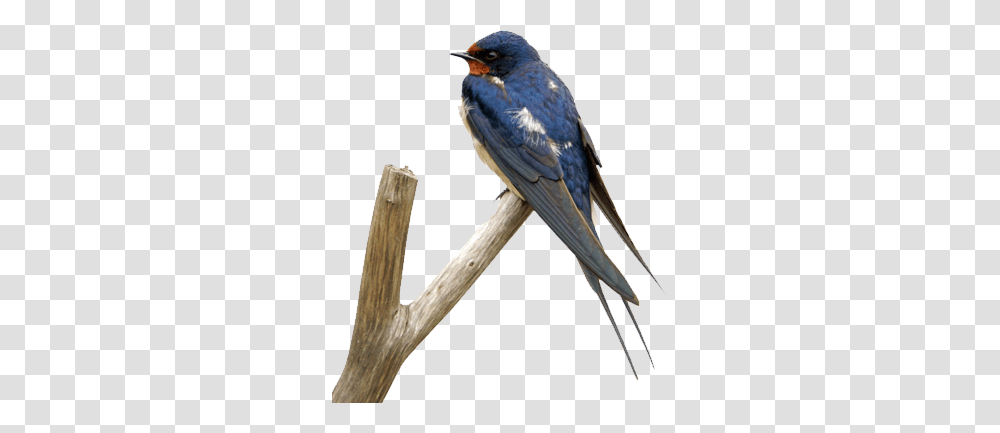 Swallow, Animals, Bird, Jay, Bluebird Transparent Png