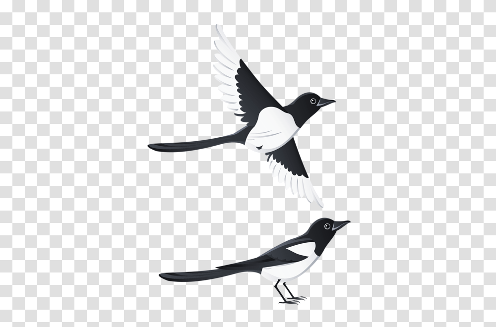 Swallow, Animals, Bird, Magpie, Flying Transparent Png