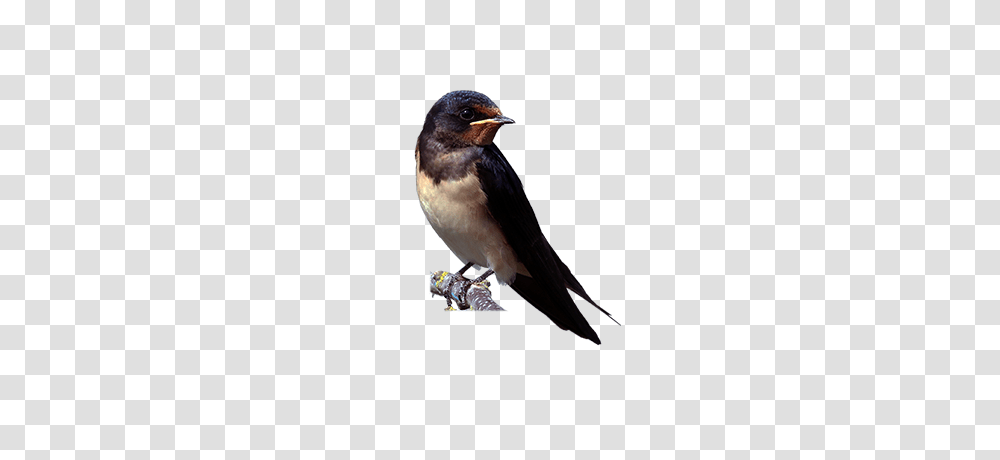 Swallow, Animals, Bird Transparent Png