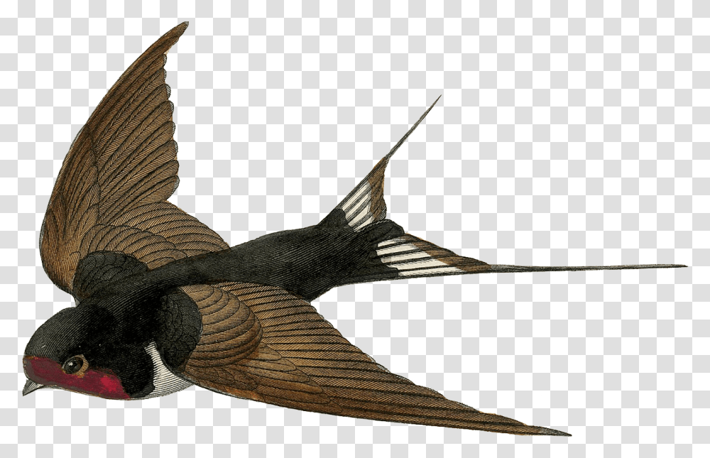 Swallow, Animals, Fish, Sea Life, Bird Transparent Png