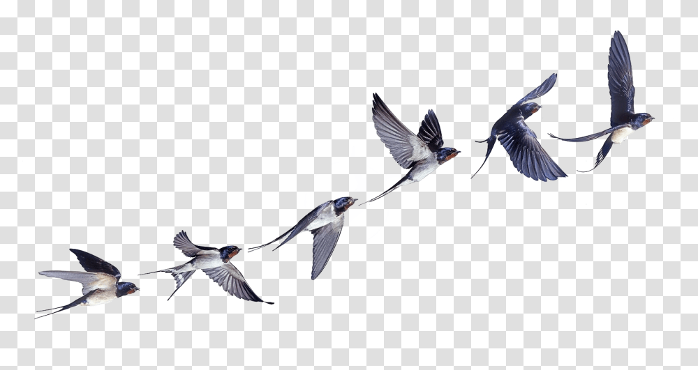 Swallow, Animals, Flying, Bird, Waterfowl Transparent Png