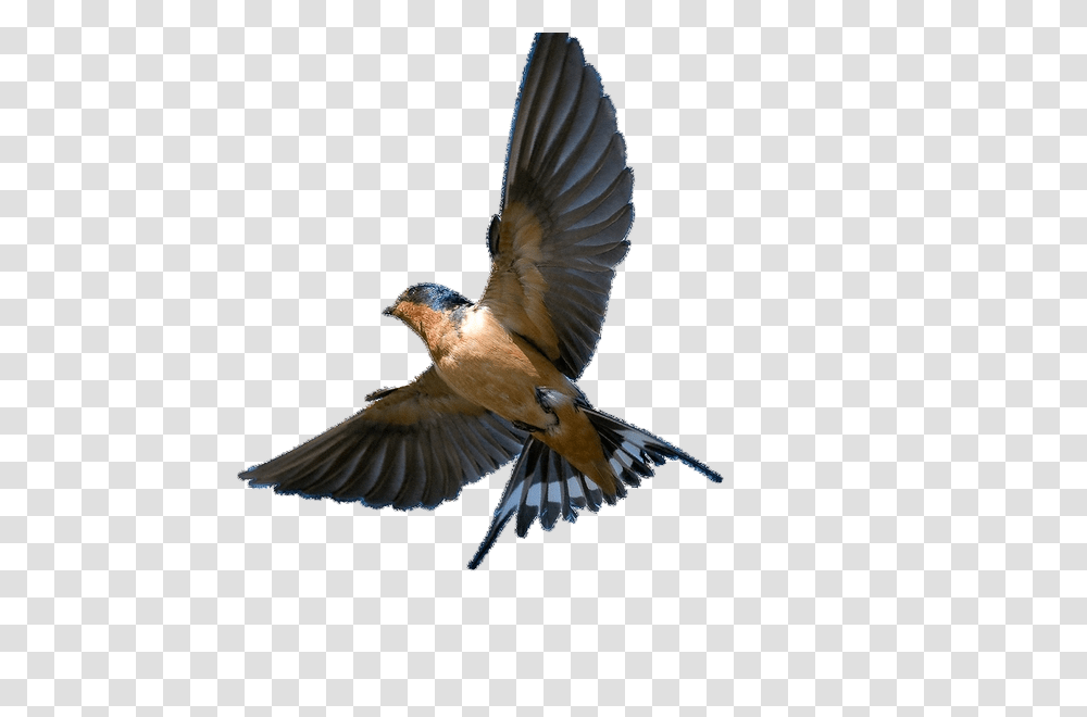 Swallow, Animals, Jay, Bird, Bluebird Transparent Png