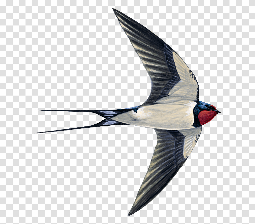Swallow, Bird, Animal, Flying, Finch Transparent Png