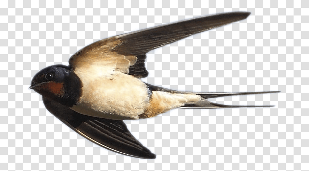 Swallow Image European Swallow, Animal, Bird, Bee Eater, Jay Transparent Png