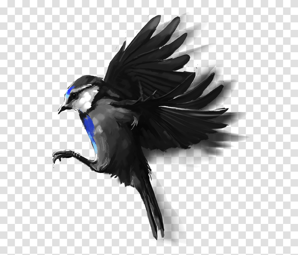 Swallow, Jay, Bird, Animal, Blue Jay Transparent Png
