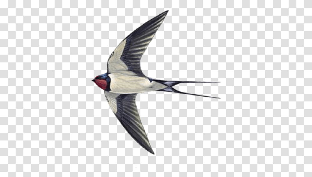 Swallow Tattoo Sparrow Helicopter Sparrow And Swallow Difference, Bird, Animal, Person, Human Transparent Png