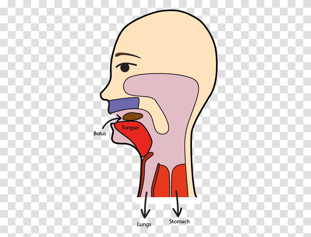 Swallowing, Shoulder, Neck, Throat, Stomach Transparent Png