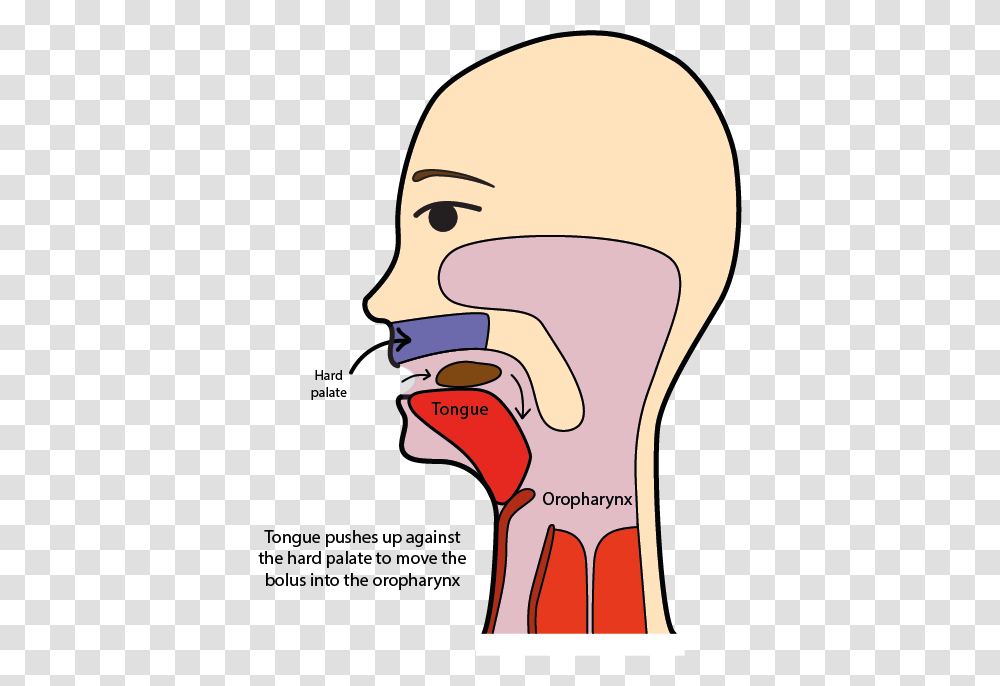 Swallowing, Throat, Shoulder, Neck, Head Transparent Png
