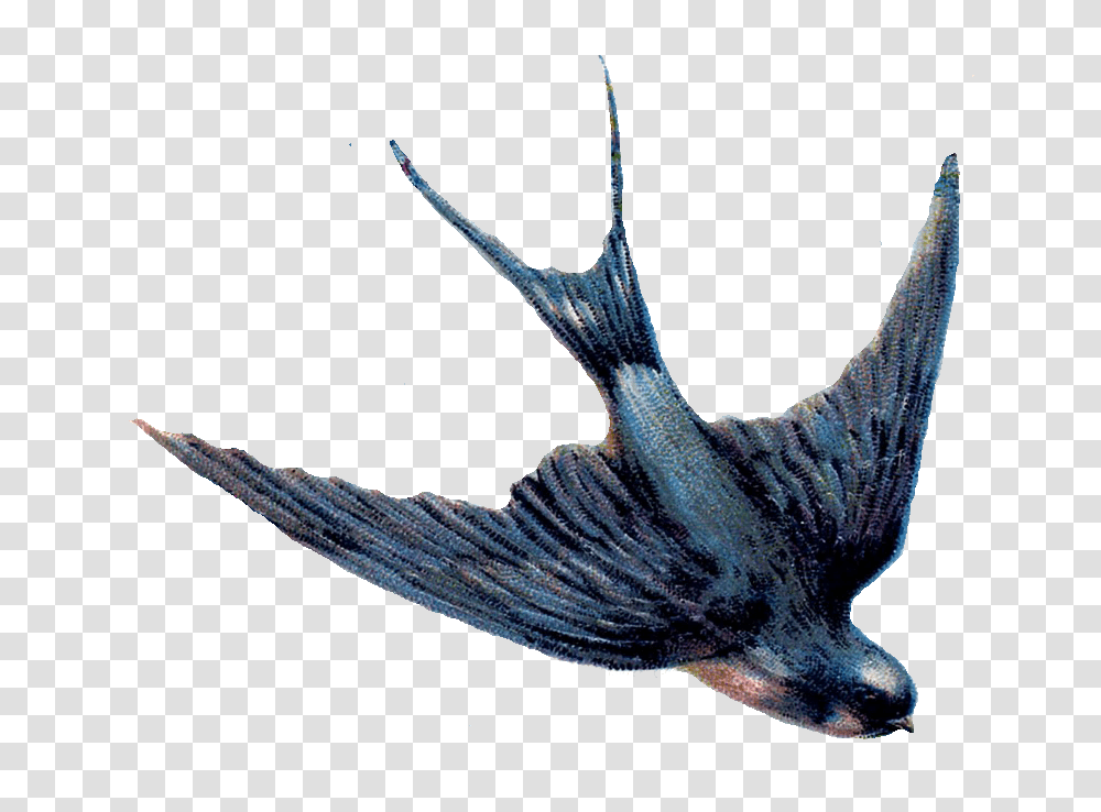 Swallows Nest Yalta Photos Big Definition, Flying, Bird, Animal, Jay Transparent Png