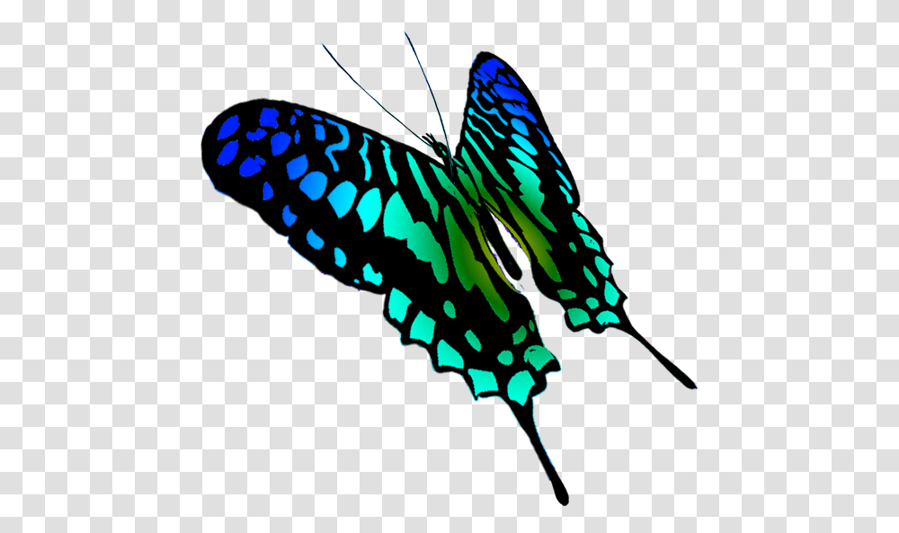 Swallowtail Butterfly Drawing Papilio Machaon, Insect, Invertebrate, Animal, Monarch Transparent Png