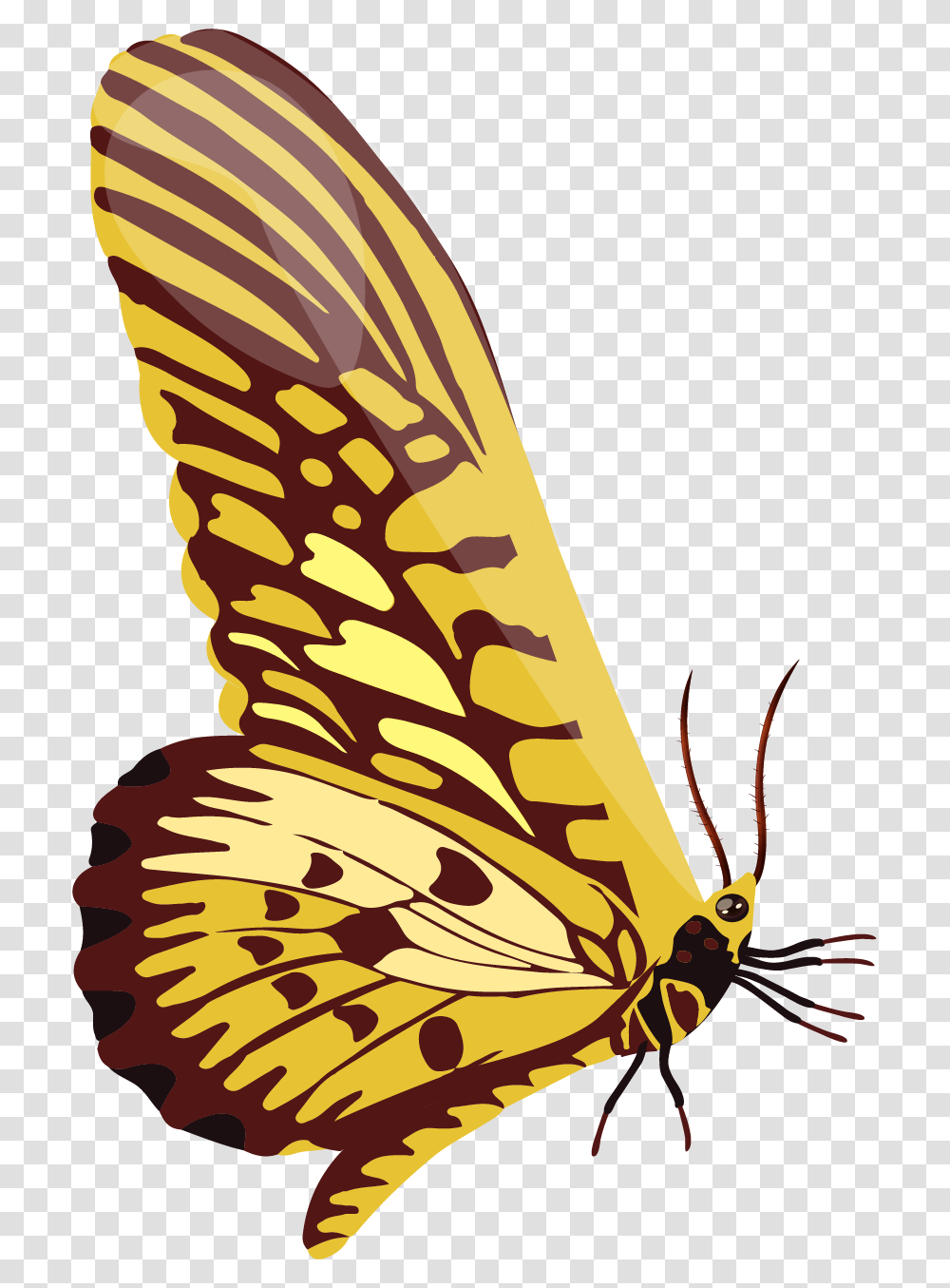 Swallowtail Butterfly, Insect, Invertebrate, Animal, Bird Transparent Png