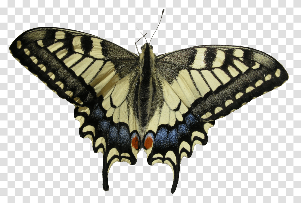 Swallowtail Butterfly, Insect, Invertebrate, Animal, Moth Transparent Png