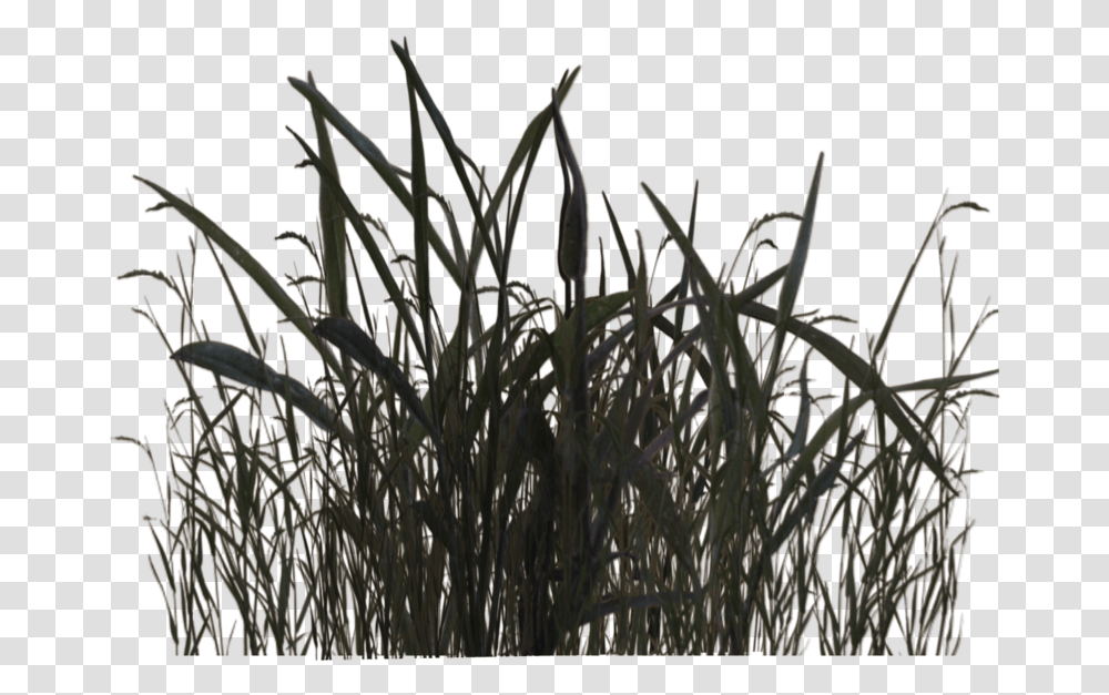 Swamp Grass 01 By Pluspng, Plant, Animal, Flower, Lawn Transparent Png
