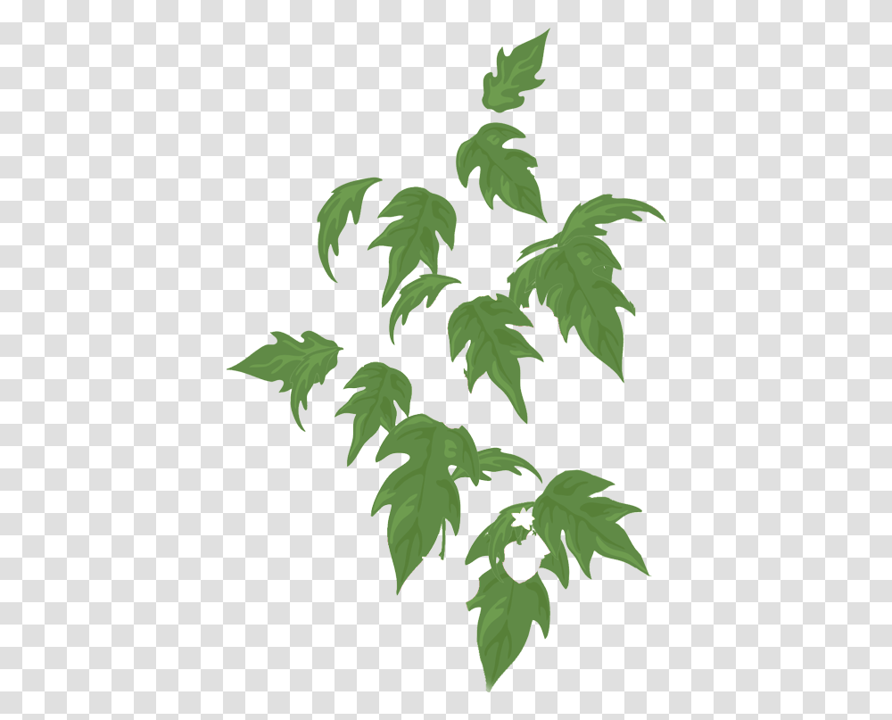 Swamp Maple, Leaf, Plant, Tree Transparent Png
