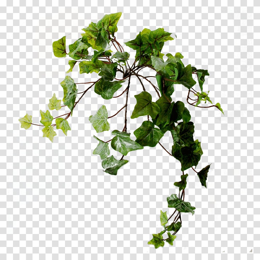 Swamp Maple, Plant, Leaf, Vine, Ivy Transparent Png