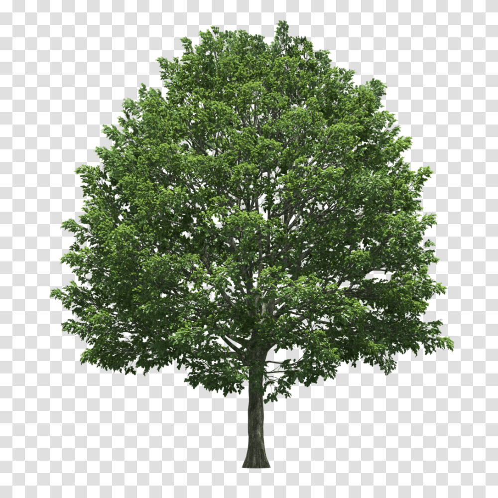 Swamp Trees Clipart Tree Top View Isometric, Plant, Oak, Maple, Sycamore Transparent Png